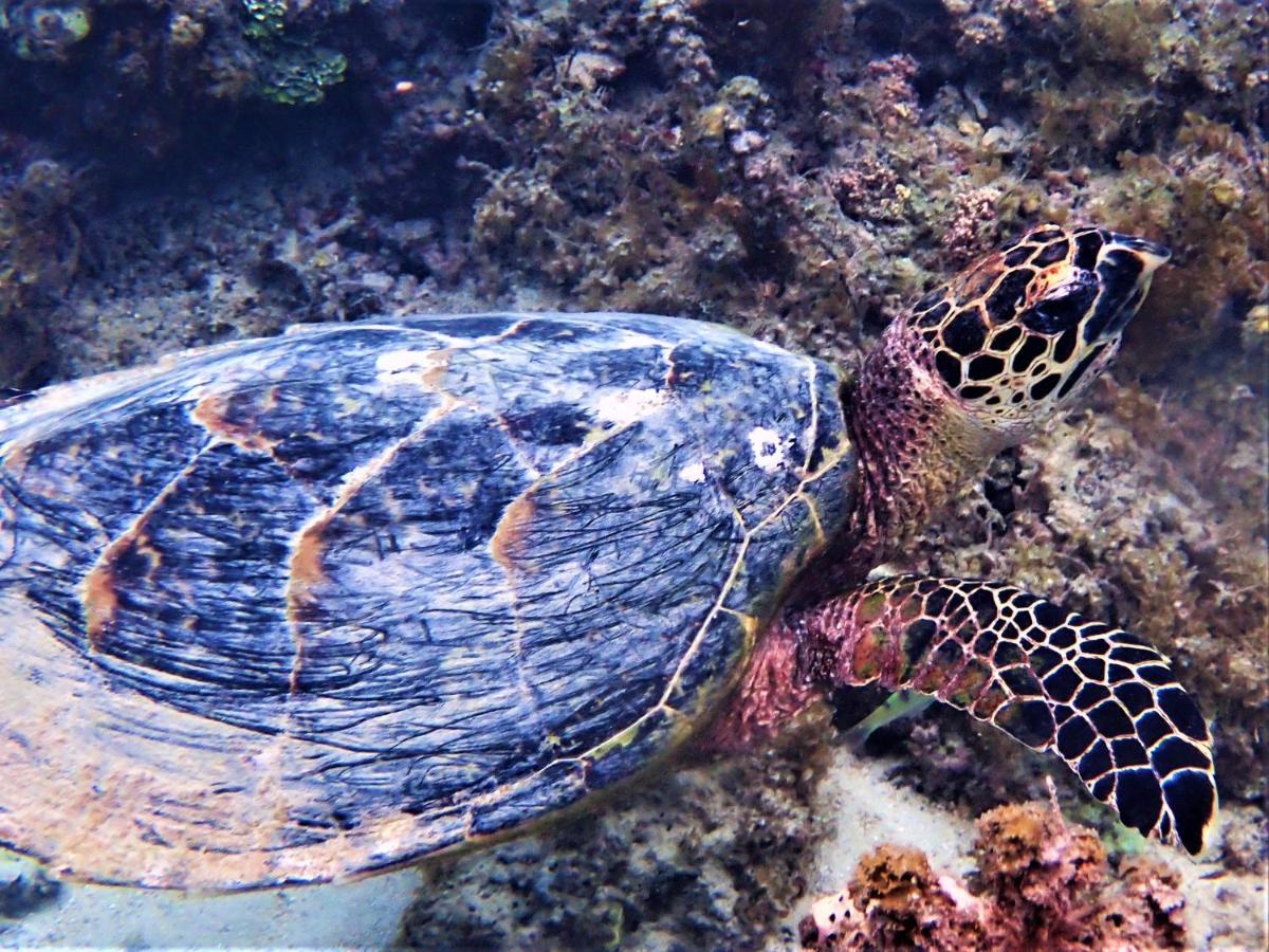 2 Nuits Insolites & 1 Excursion Voile A Bord Du Voilier Mori Ora Moorea Exteriér fotografie
